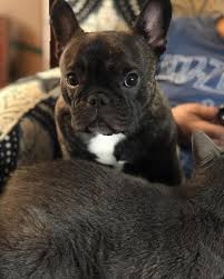 A french bulldog is the smallest of the bulldog breed. More About The Bright French Bulldog Dogs Size Frenchbulldoglife Frenchbulldogbaby Frenchbulldogspuppy French Bulldog Bulldog French Bulldog Dog