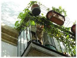Balcony Catios The Purrfect Solution