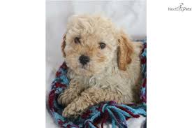 The cavapoo is energetic in its nature and therefore requires regular exercise and walks to remain healthy. Oliver Cavapoo Puppy For Sale Near Grand Rapids Michigan 4a250fb4 5e71 Cavapoo Puppies Cavapoo Puppies For Sale Cavapoo