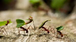 are ants bad for a garden experts