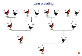 Image Result For Basic Line Breeding Charts Chicken Breeds