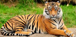 Set Of Bengal Tiger Population Chart Pictures On Animal
