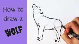 beginners how to draw a wolf you