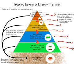Energy Flow Ecology Wikipedia