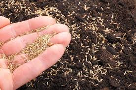What To Do If Grass Seed Doesn T Grow