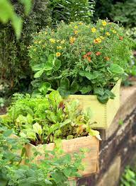 Enjoy A Vegetable Container Garden