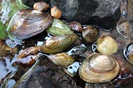 Usfws Americas Mussels