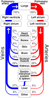 Human Circulatory System Sankey Sankey Diagrams