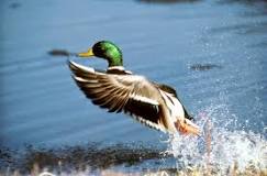 can-ducks-fly-as-high-as-a-plane