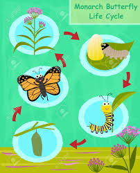 Colorful Cartoon Diagram Of The Monarch Butterfly Life Cycle