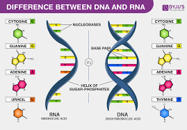 differences between dna and rna