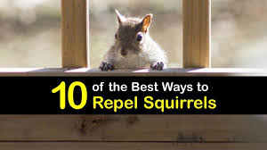 homemade squirrel repellent tips