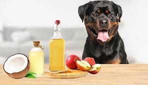 home remes to freshen bad dog breath