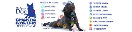 Dog Chakra Healing Holistic Healing For Dogs