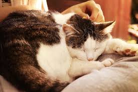 Senior cats are at a greater risk for developing hyperthyroidism than any other age group of cats. Caring For Your Senior Feline