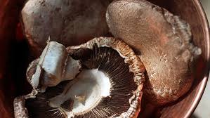 Some good rules apply for avoiding poisonous mushrooms if you are a novice; If You Eat Mushrooms Can You Call Yourself A Vegetarian