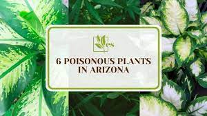 6 Poisonous Plants In Arizona