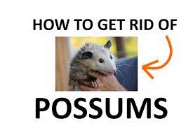 how to get rid of possums naturally