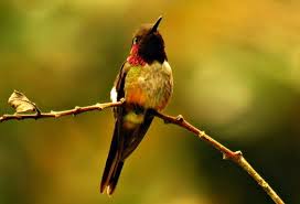 Monteverde Birdwatching 7 Species Of