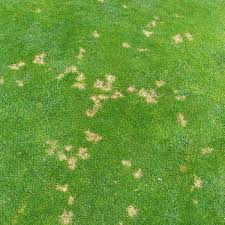 Turf Disease Fungus Identification Lawn Addicts