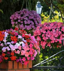 Impatiens A Colourful Solution For