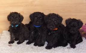 This combination produces a highly intelligent, easily trained, loyal, calm and affectionate dog. Schnoodle Schnauzer Poodle Mix Info Puppies Temperament Pictures Video