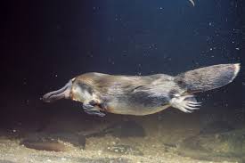 Platypus Facts Duck Billed Platypuses Monotremes