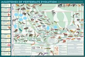 Animal Evolution Charts Free Images At Clker Com Vector