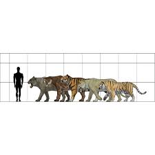 Lion Vs Tiger Size Chart About Horse And Lion Photos