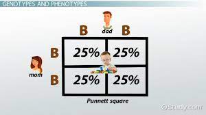 punnett square definition exle