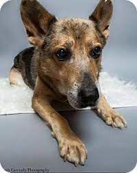 With a state of the art location providing you and your family with a fun and a hands on approach to learning about pets and their required needs. Jacksonville Nc German Shepherd Dog Mix Meet King A Dog For Adoption Shepherd Dog Mix Dog Adoption German Shepherd Dogs
