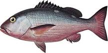 What type of fish is snapper?