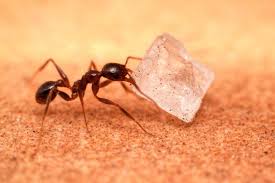 how to get rid of sugar ants 5 steps