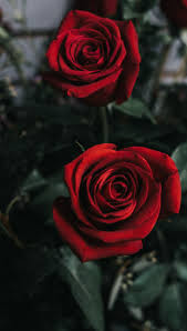 red rose flower iphone wallpapers hq