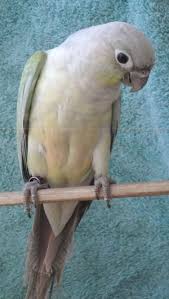 Green Cheek Conure Mutations Page 2 Parrot Forum