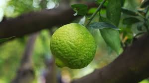 A boundary or border, especially of the roman empire. Limes Nutrition Benefits Uses And Side Effects