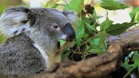 nombre para koalas