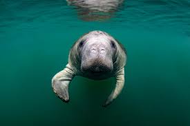 Manatee county animal services's adoption process. 10 Fun Facts You Didn T Know About Manatees