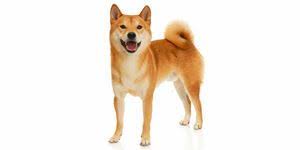 The shiba inu (柴犬, japanese: Shiba Inu Preis Grosse Wesen Farben Charakter Und Kosten