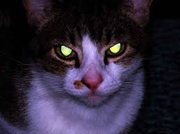31 Night Animals With Glowing Eyes Red Yellow Etc With