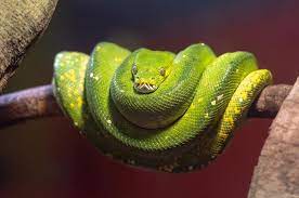 Green Tree Python Care Morelia Viridis