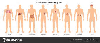 8 human body organ systems realistic