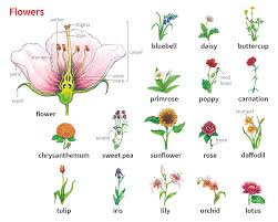flower 1 noun definition pictures