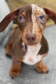 We haven't had enough time to do anything! Top The Most Beautiful And Cutest Dogs In The World In 2021 Dachshund Puppies Cute Dogs Dachshund Love