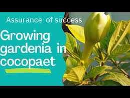 Growing Gardenia Plant In Cocopeat