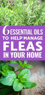 6 essential oils for fleas and how to