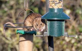 how to keep rats away from bird feeders
