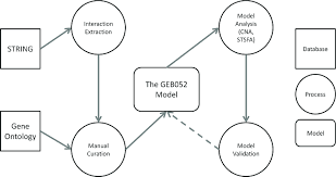 Flow Chart Demonstrating The Workflow Of Geb052 Model