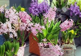 hyacinth bulbs after flowering