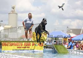 air dogs make a splash in